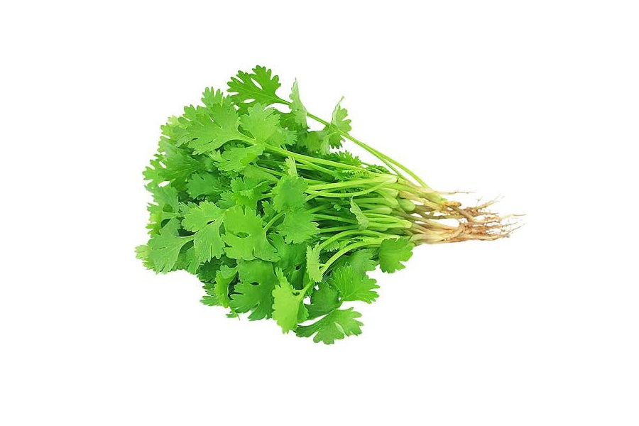 Coriander